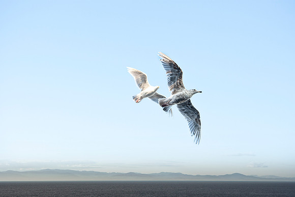 Seagulls_Alaska