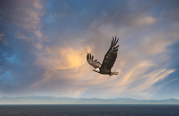Eagle_Alaska