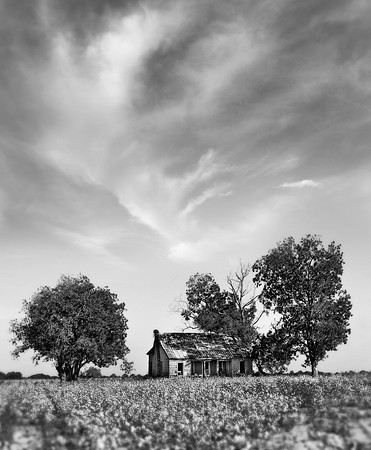 Cotton Fields, South Alabama